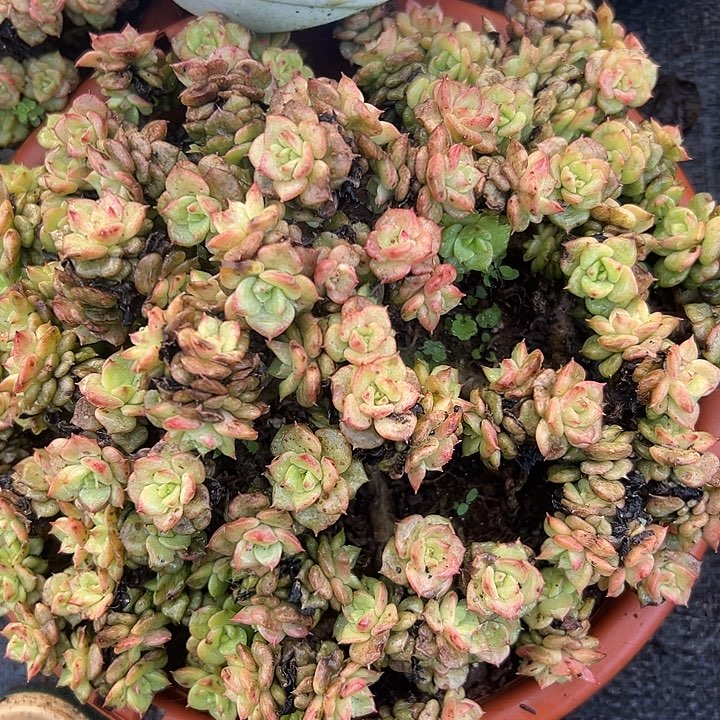 大丸叶啦牡丹有局部冻伤。                    