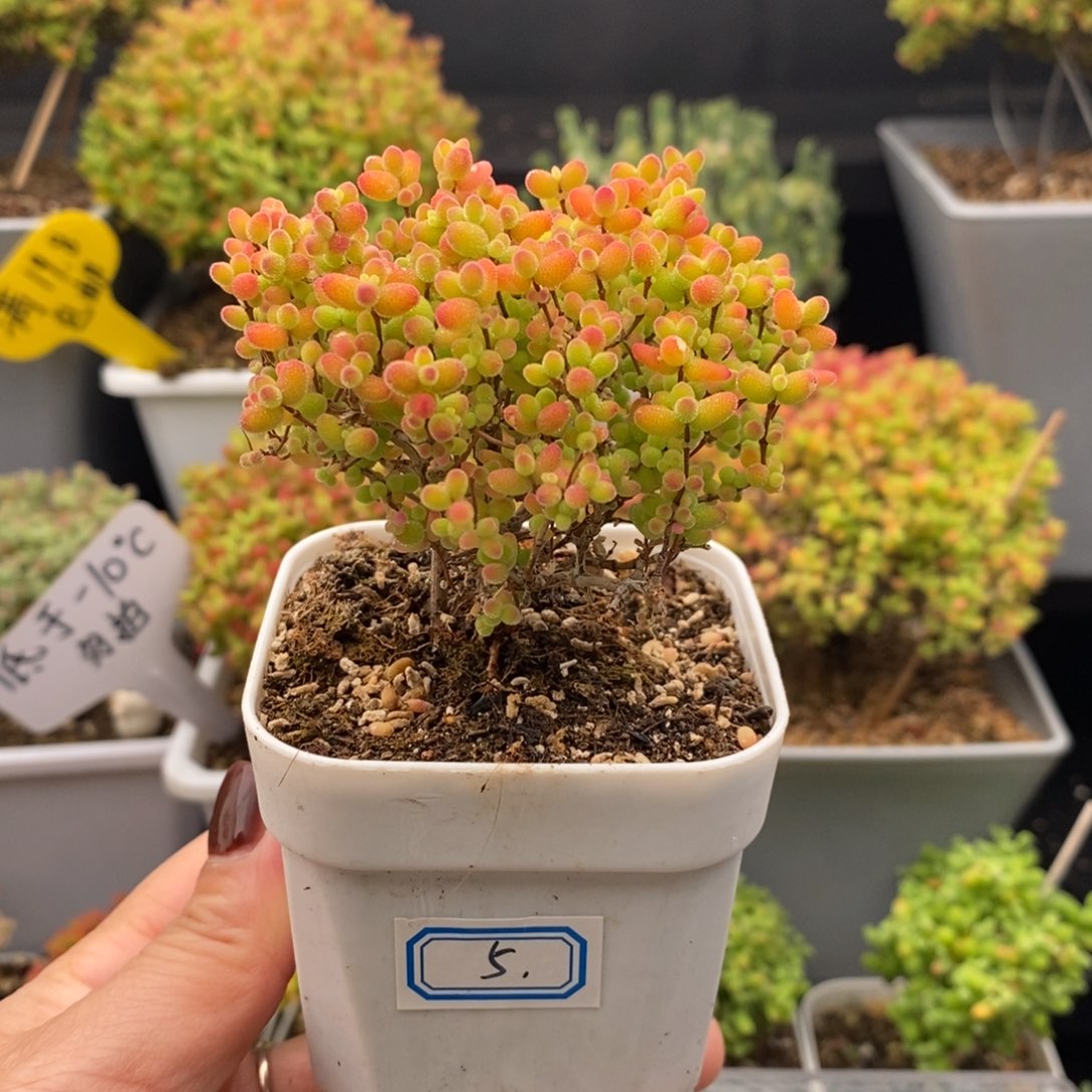 完全开放5号蜜橘糖球（6.5cm）