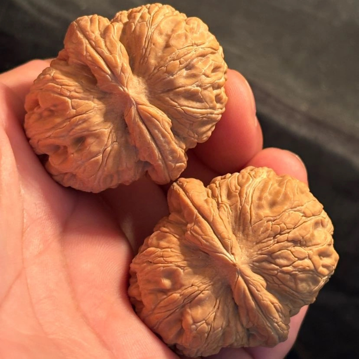 文玩核桃直播定向专拍