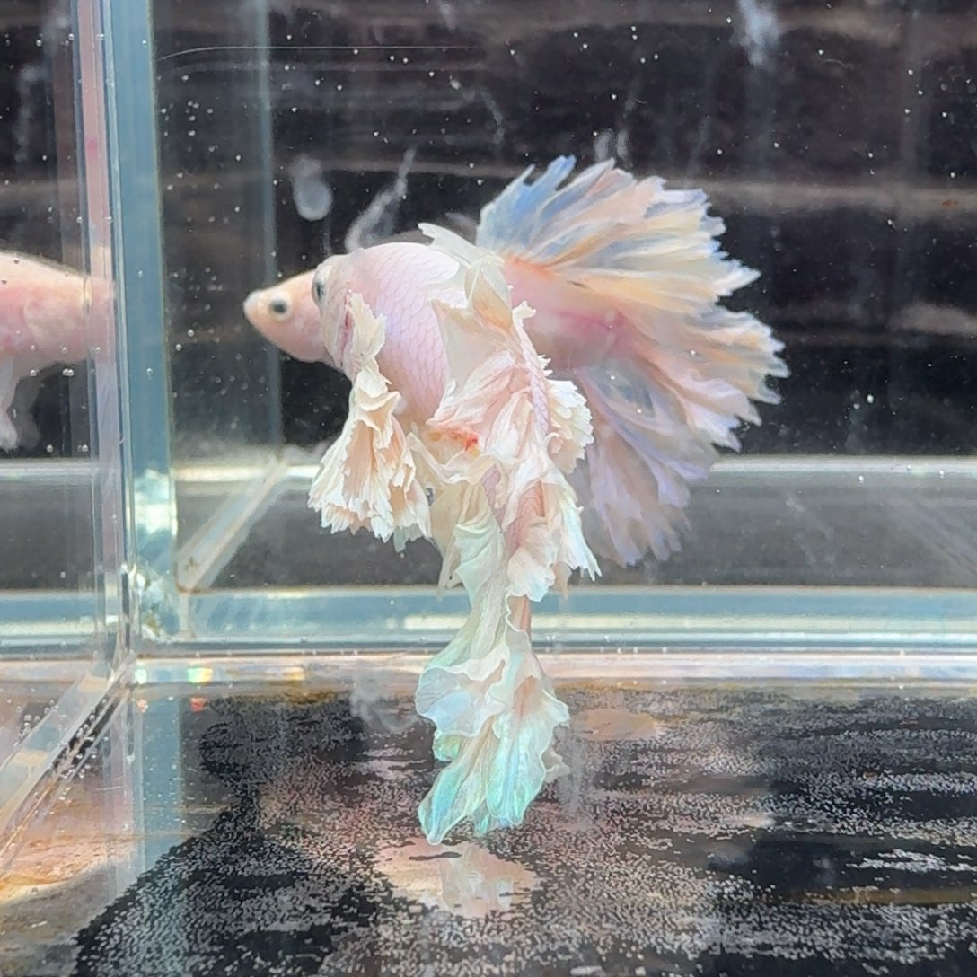 海水鱼2号拍品印尼斗鱼