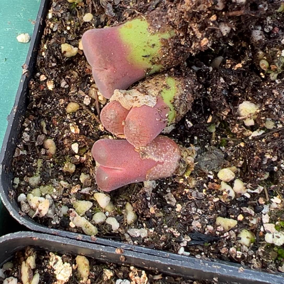 26-121量拍风铃一颗