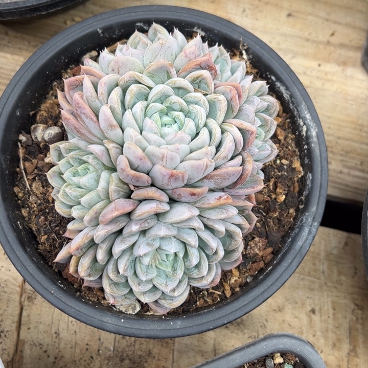 白杜 群生 夏鸣园艺