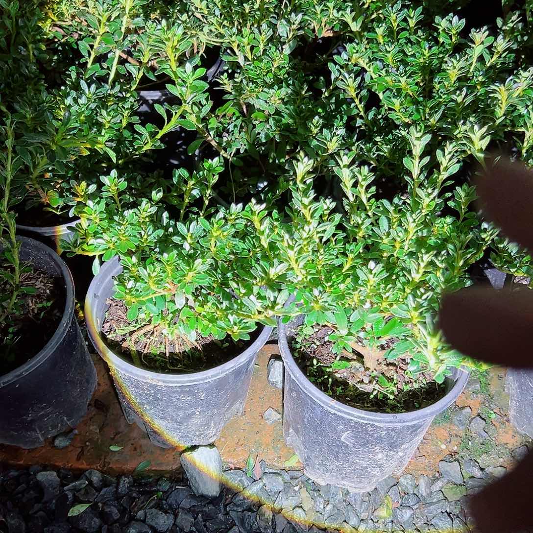 无花朵盆景皋月杜鹃小菊之舞