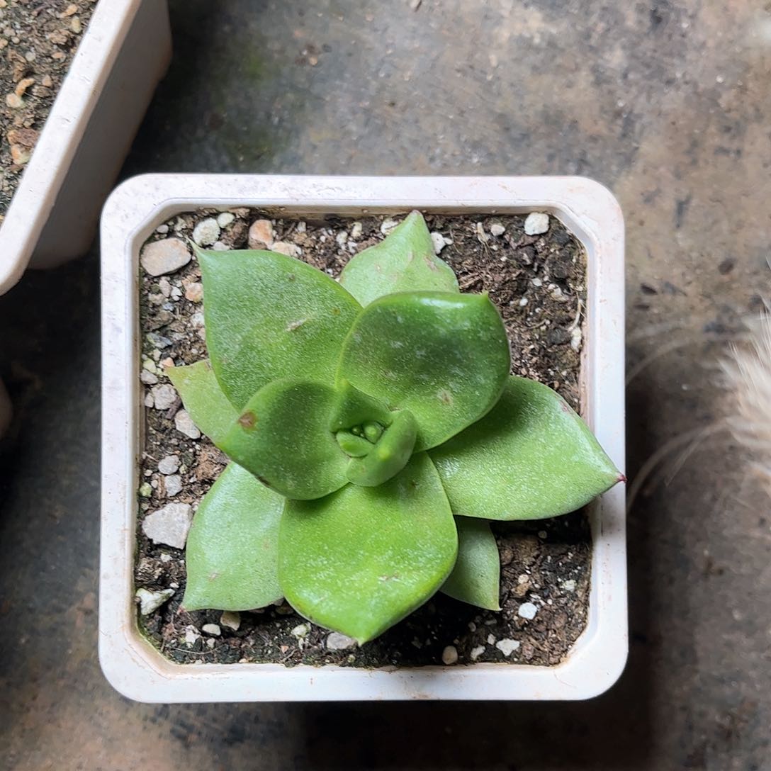 6304帕翠啥仙女杯多肉