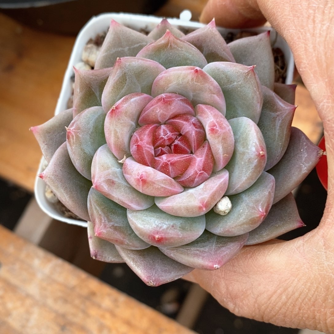 精品多肉一物一拍不包整96