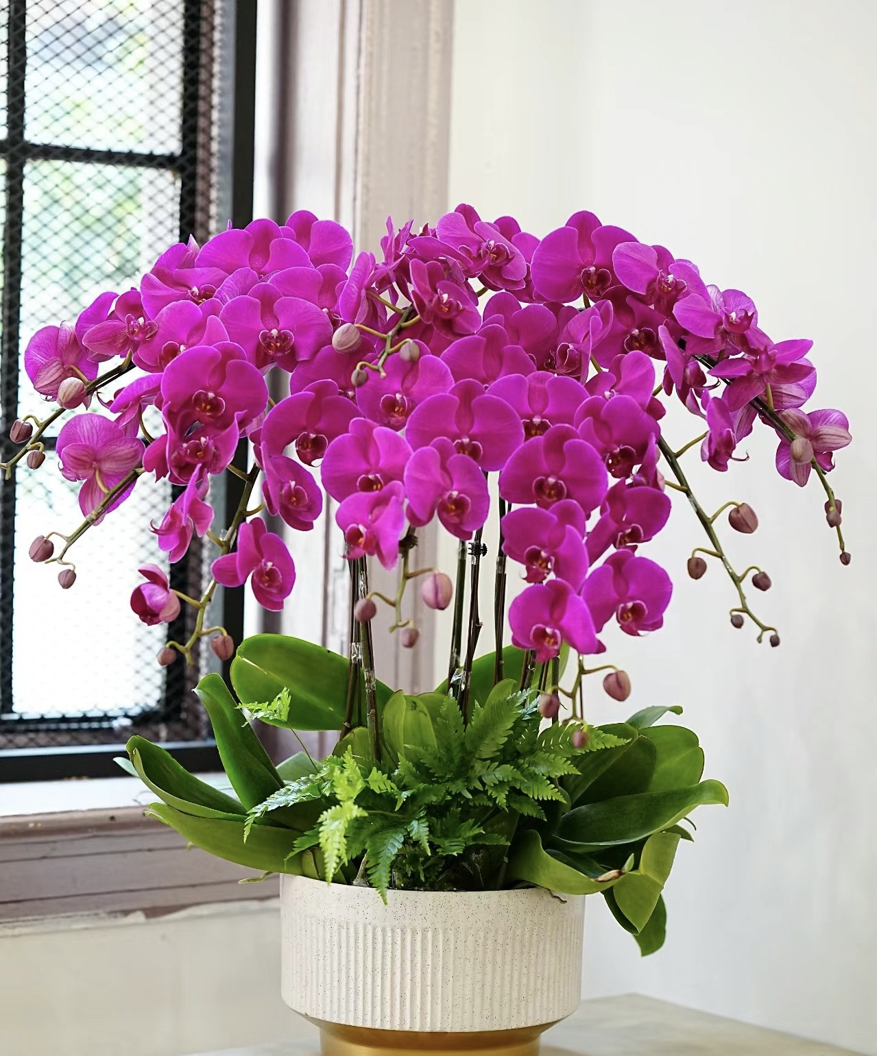 蝴蝶兰大辣椒盆栽室内植物客厅装饰四季好养活乔迁开业