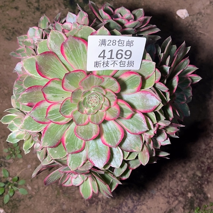 4169莲花座多肉植物