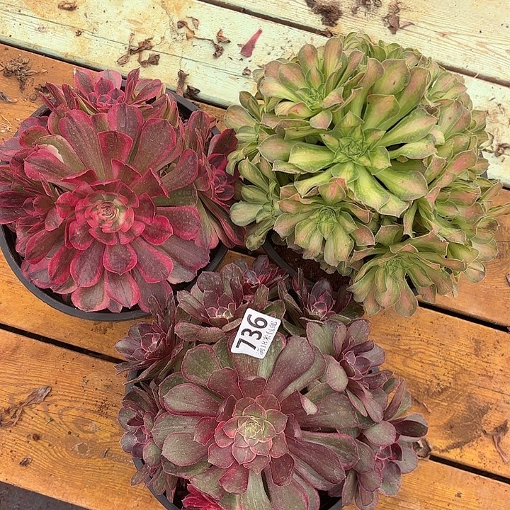 736黑魔锦，海神，粉体韶华组合诺米多肉法师锦不包售后