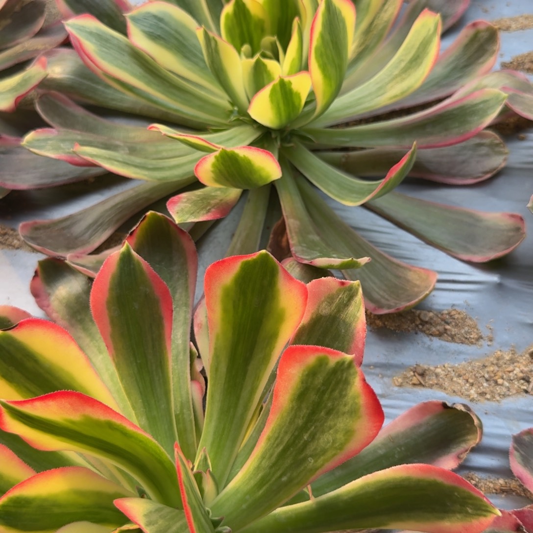 痞***板793男神到秋。多肉植物