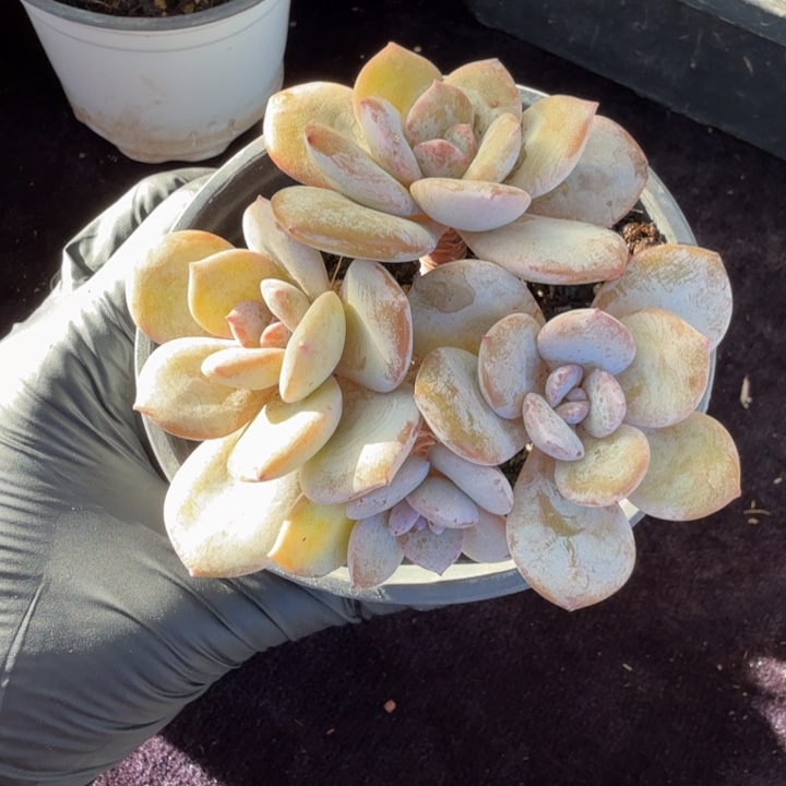 9厘米左右一物一拍的奶茶