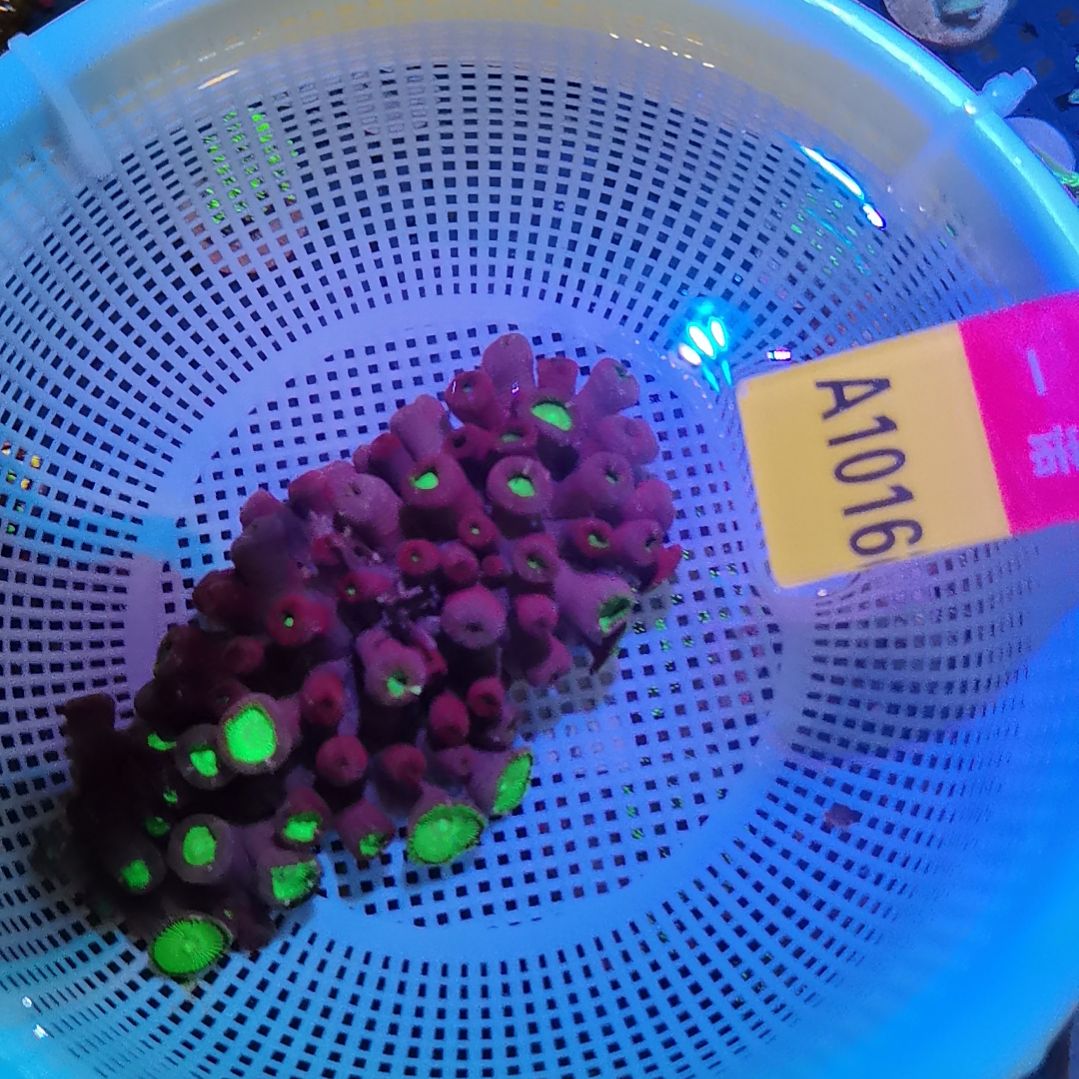 纽扣珊瑚绿水西一块