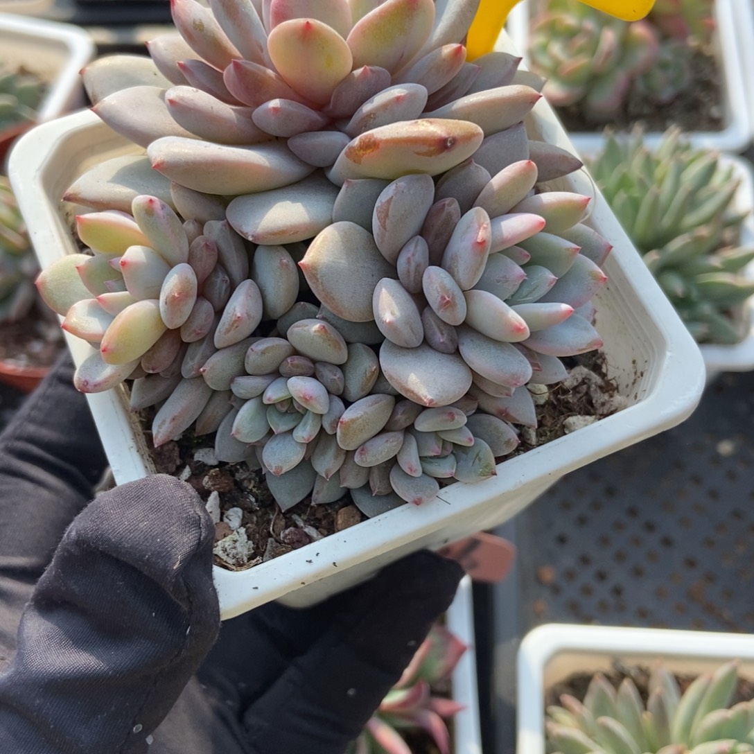 1101星 星城多肉植物