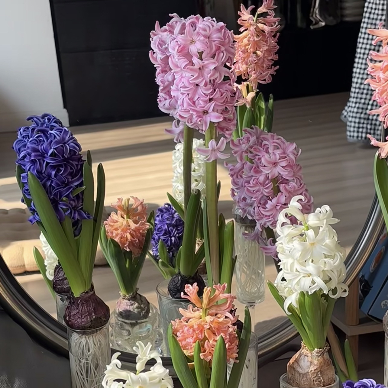 【颜色不选】风信子种球盆栽花卉阳台新手易养护带花苞发货