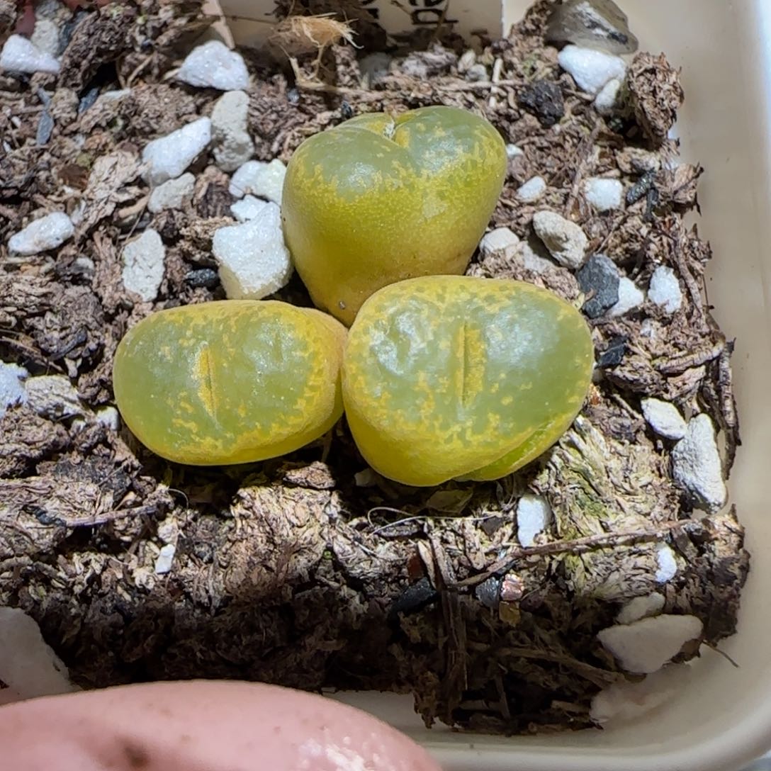 肉锥多肉植物百科-肯尼迪536有疤