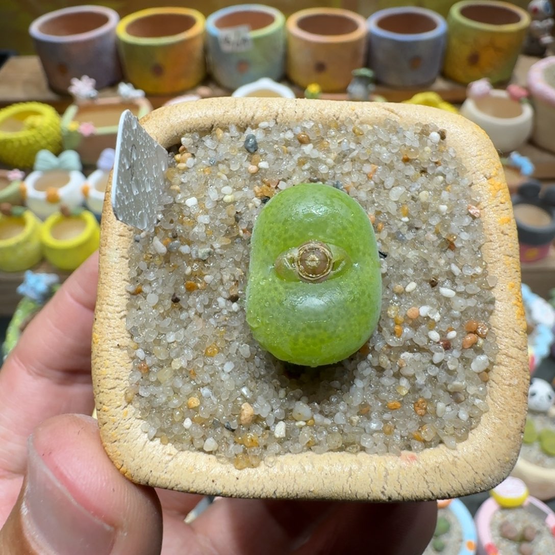 蘑菇1346翠光多肉植物