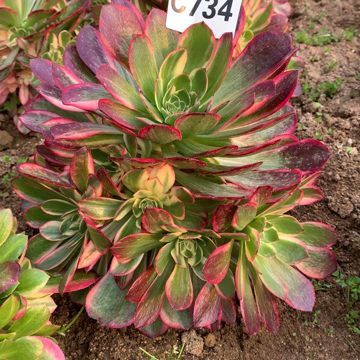 黑魔锦734多肉植物