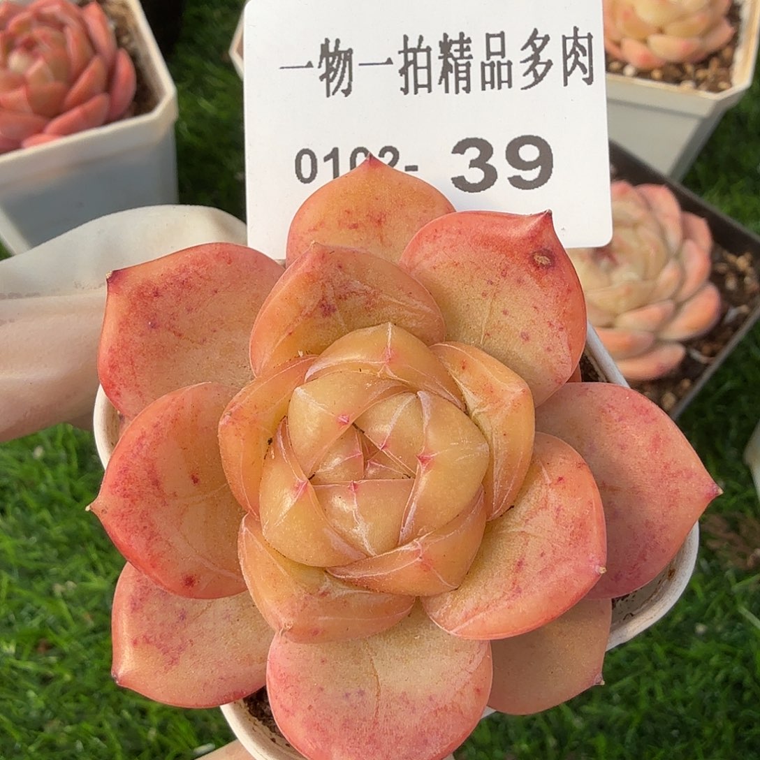 0102-39多肉一物一拍