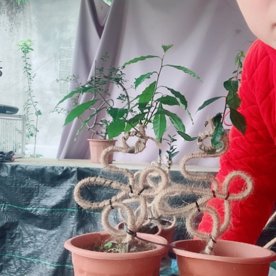 无花朵金弹子寿字一对