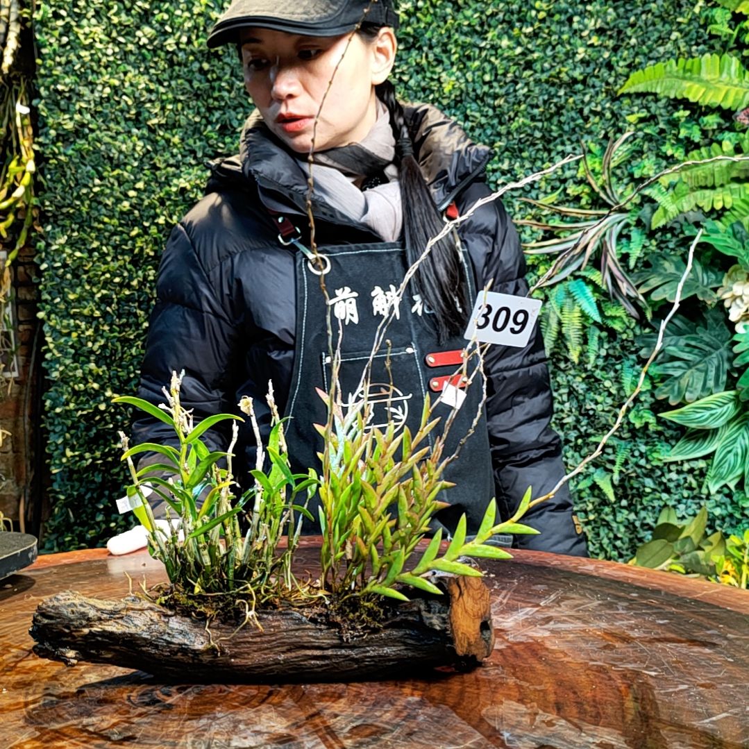 【闪购商品】309剑叶花，米斛花