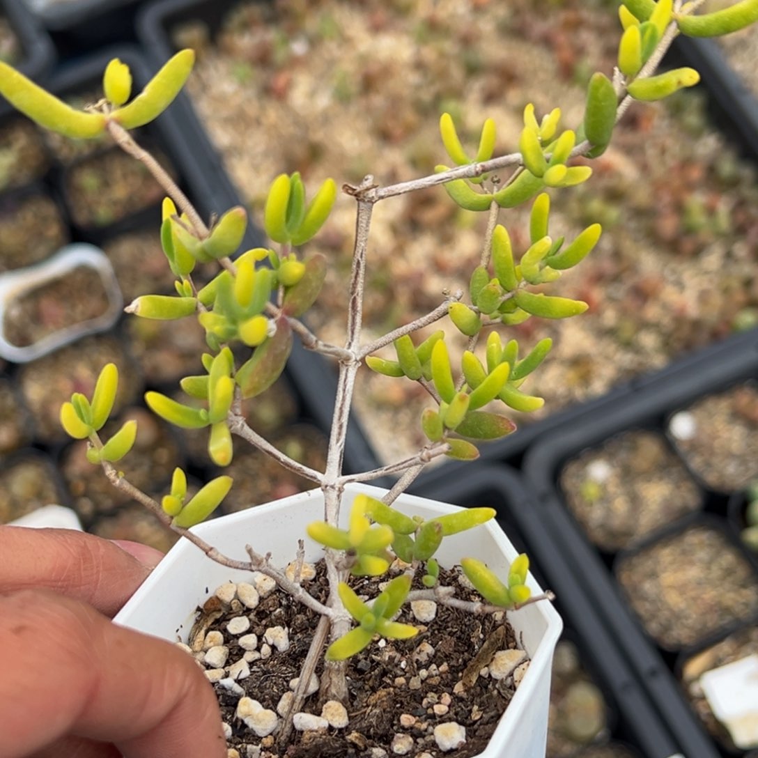 多肉植物111111111111111