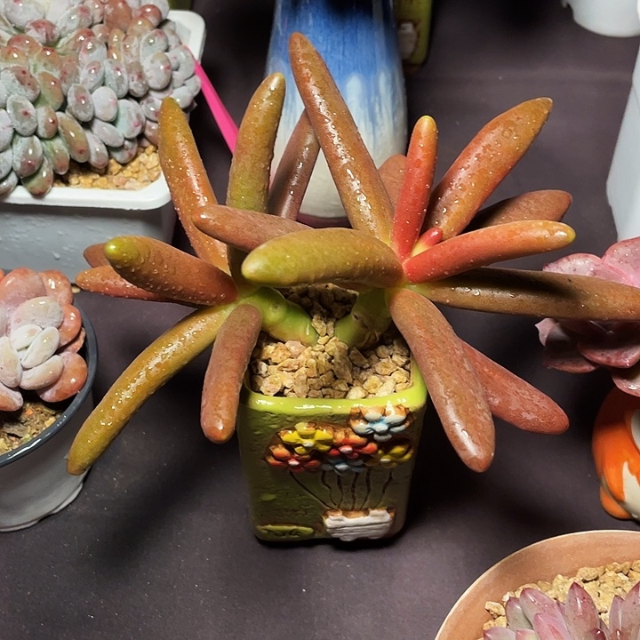 宝***定多肉植物椰子发货