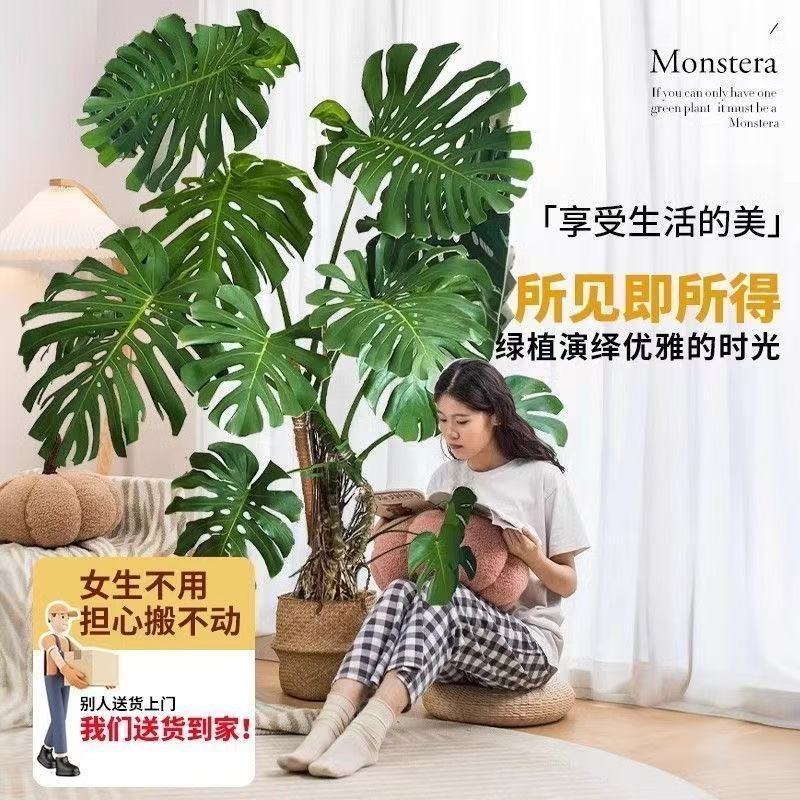 送货上门精品老桩龟背竹室内高端大气上档次观叶绿植