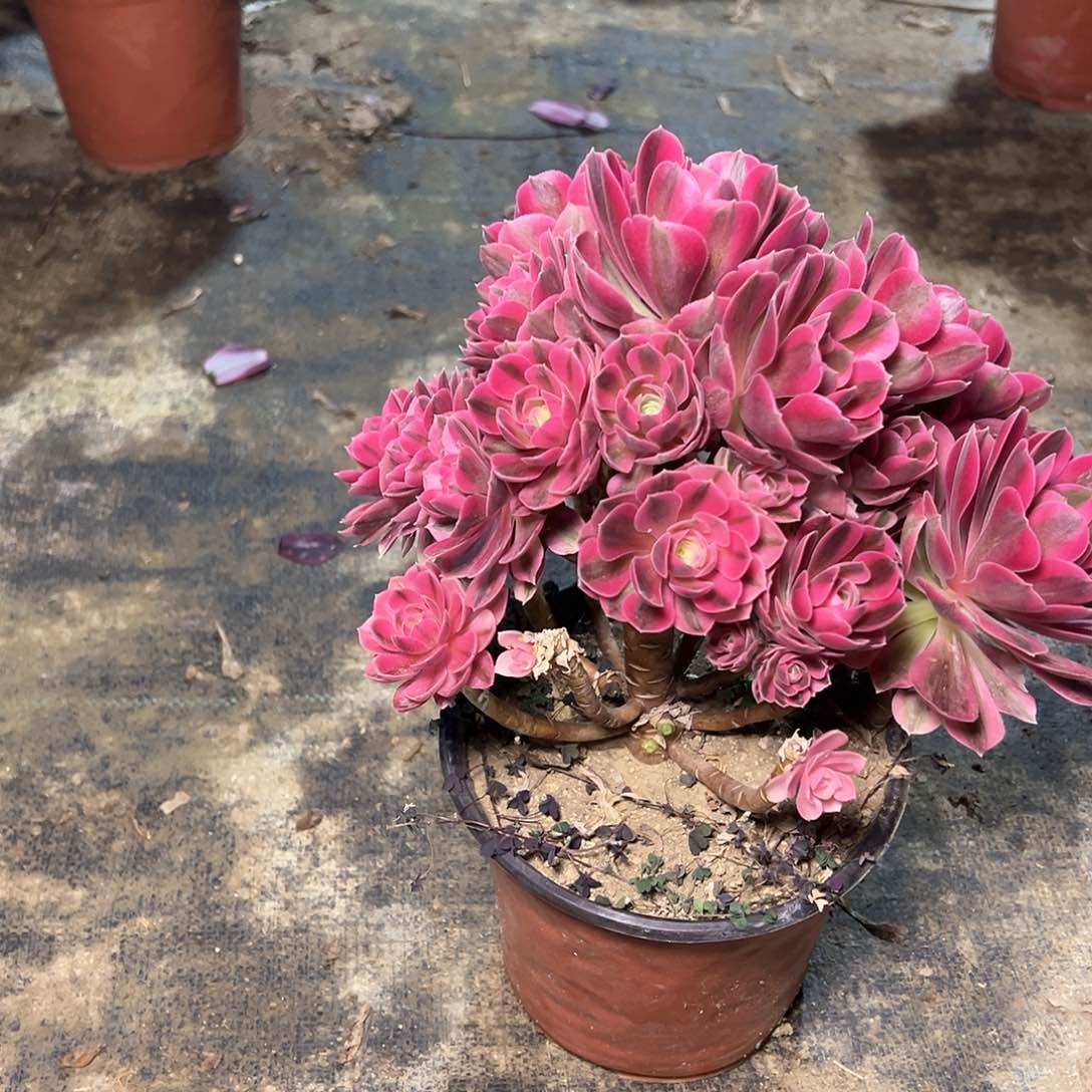 ?108多肉多肉多肉多肉多肉多肉多肉多肉多肉多肉多肉