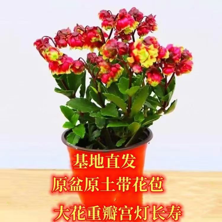 (带花苞)宫灯长寿花盆栽重瓣长寿花大花植物室内阳台花卉灯笼花
