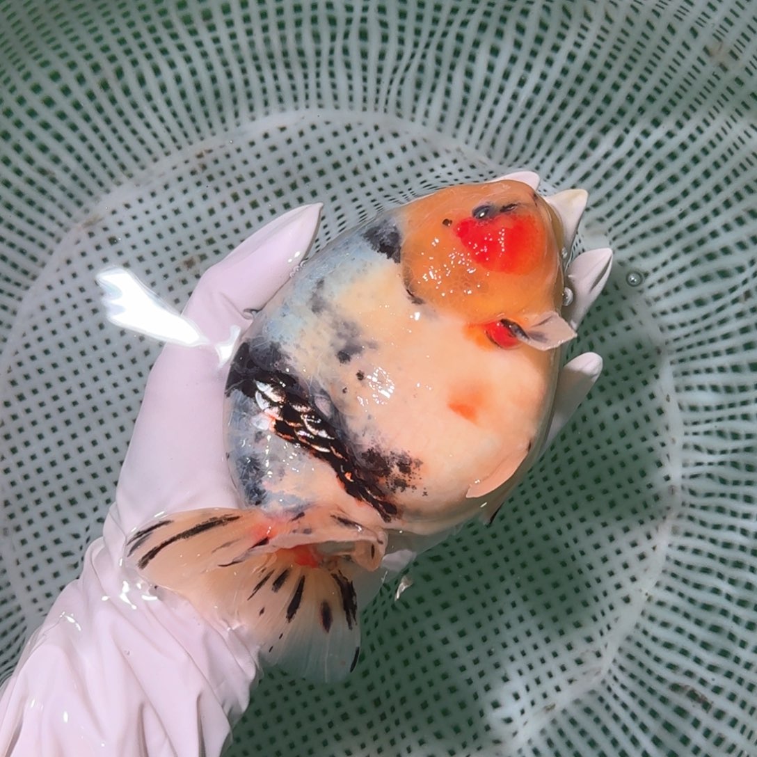 金鱼类不分公母16