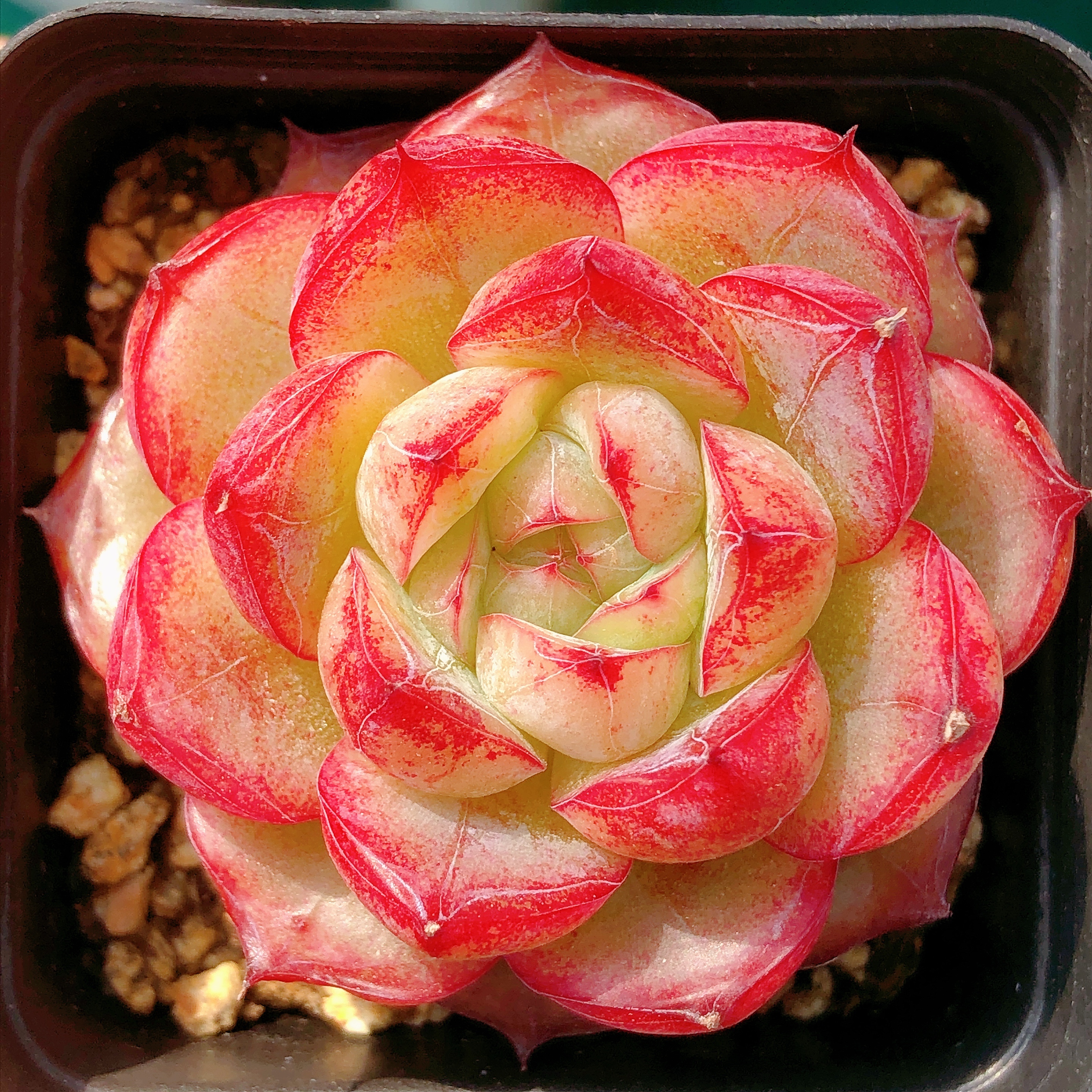 多肉植物  单头糖心恋人一颗（尺寸3-4左右）满28包邮除偏远