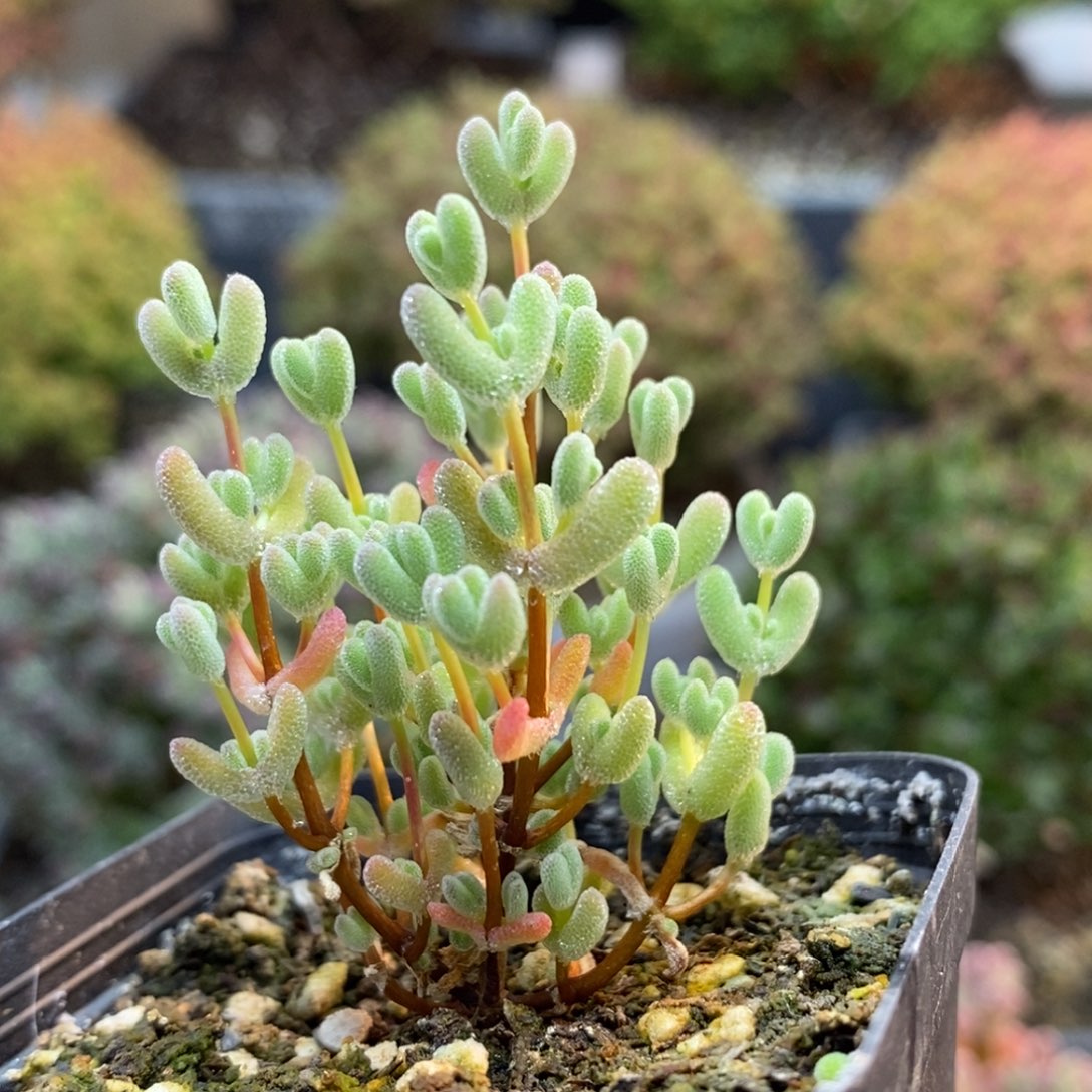 实生莱斯6170枝干番杏