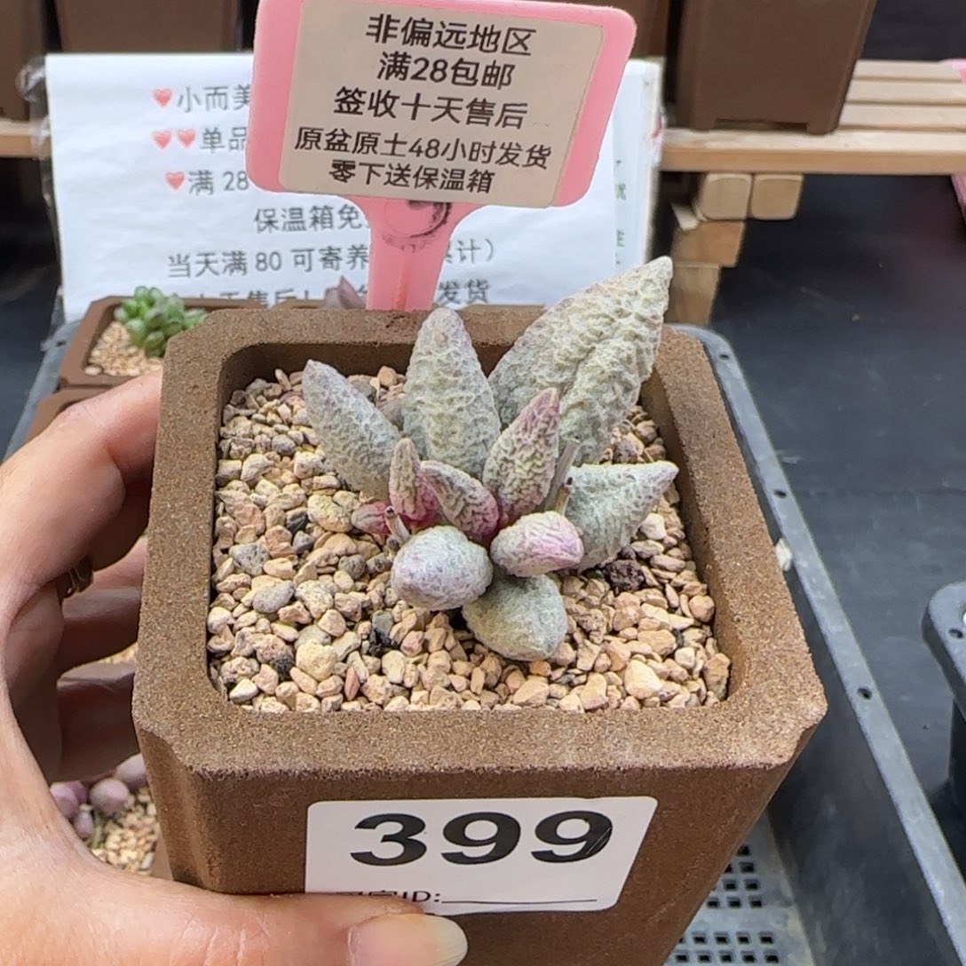 388融化纹冰淇淋多肉植物