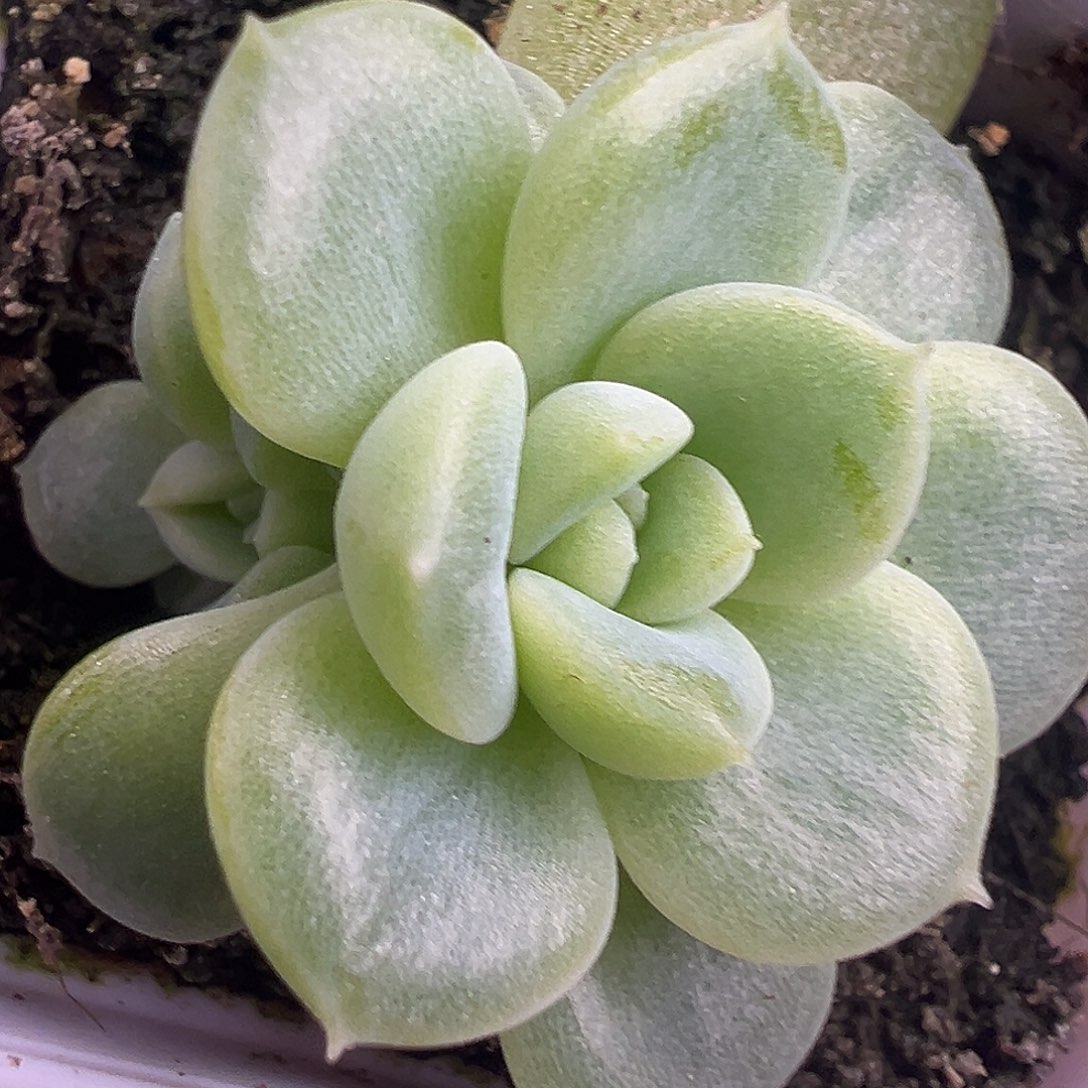 单头带崽 姐妹。     