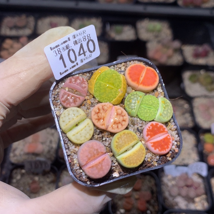 zzz精品生石花1040