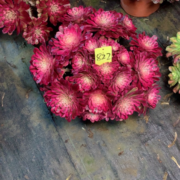 822红铜白多肉111111