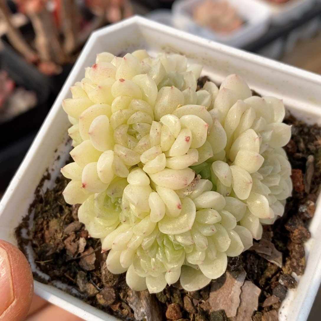 精品多肉一物一拍不包整188