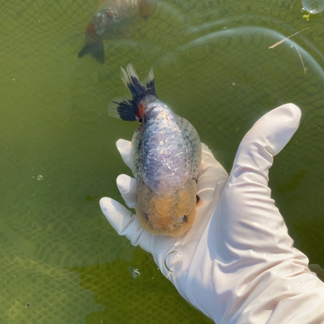 D***d金鱼特色银甲麒麟