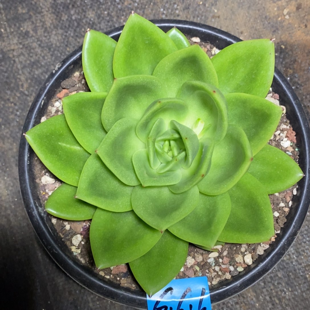 多肉植物多肉植物1616