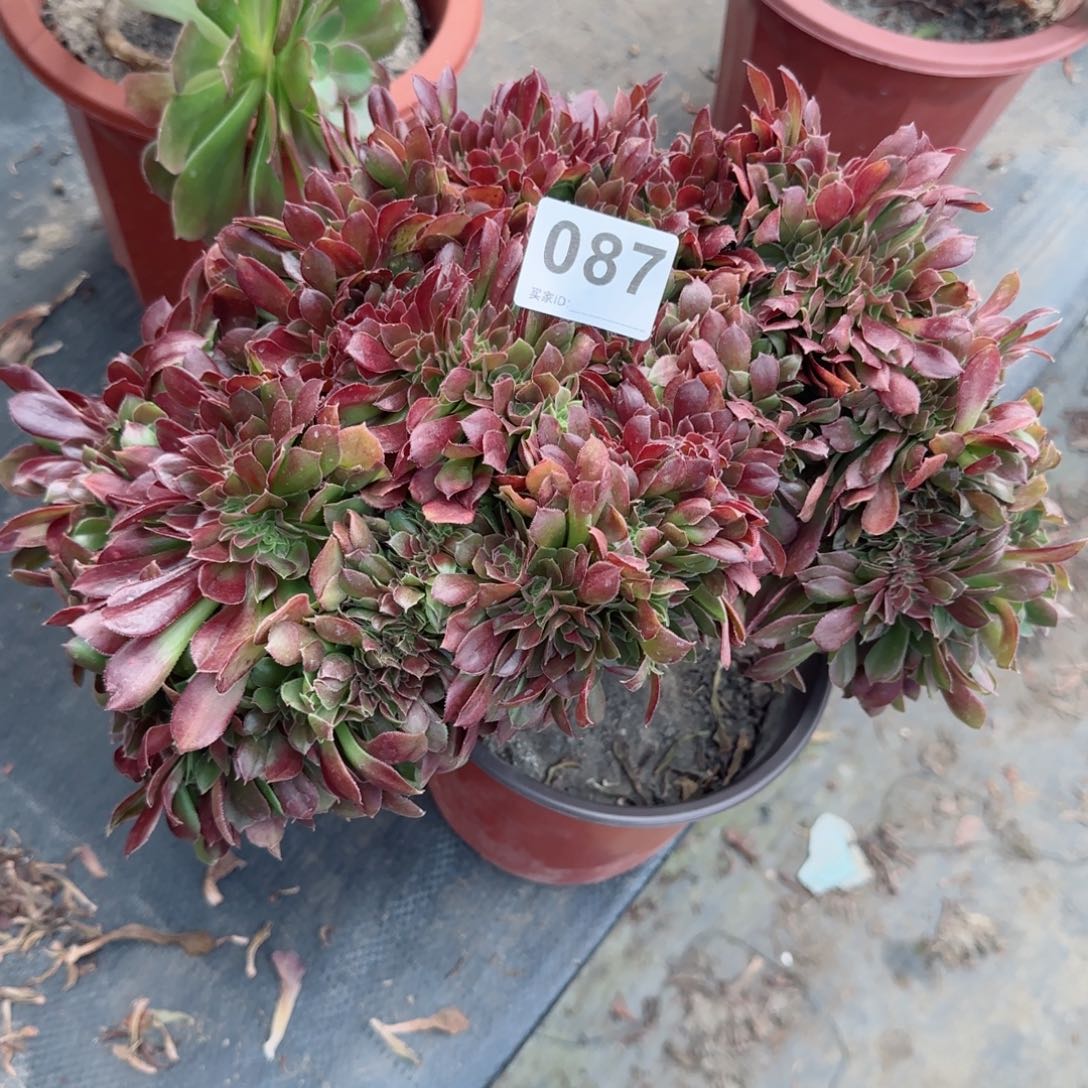 手****4087多肉植物玫瑰缀