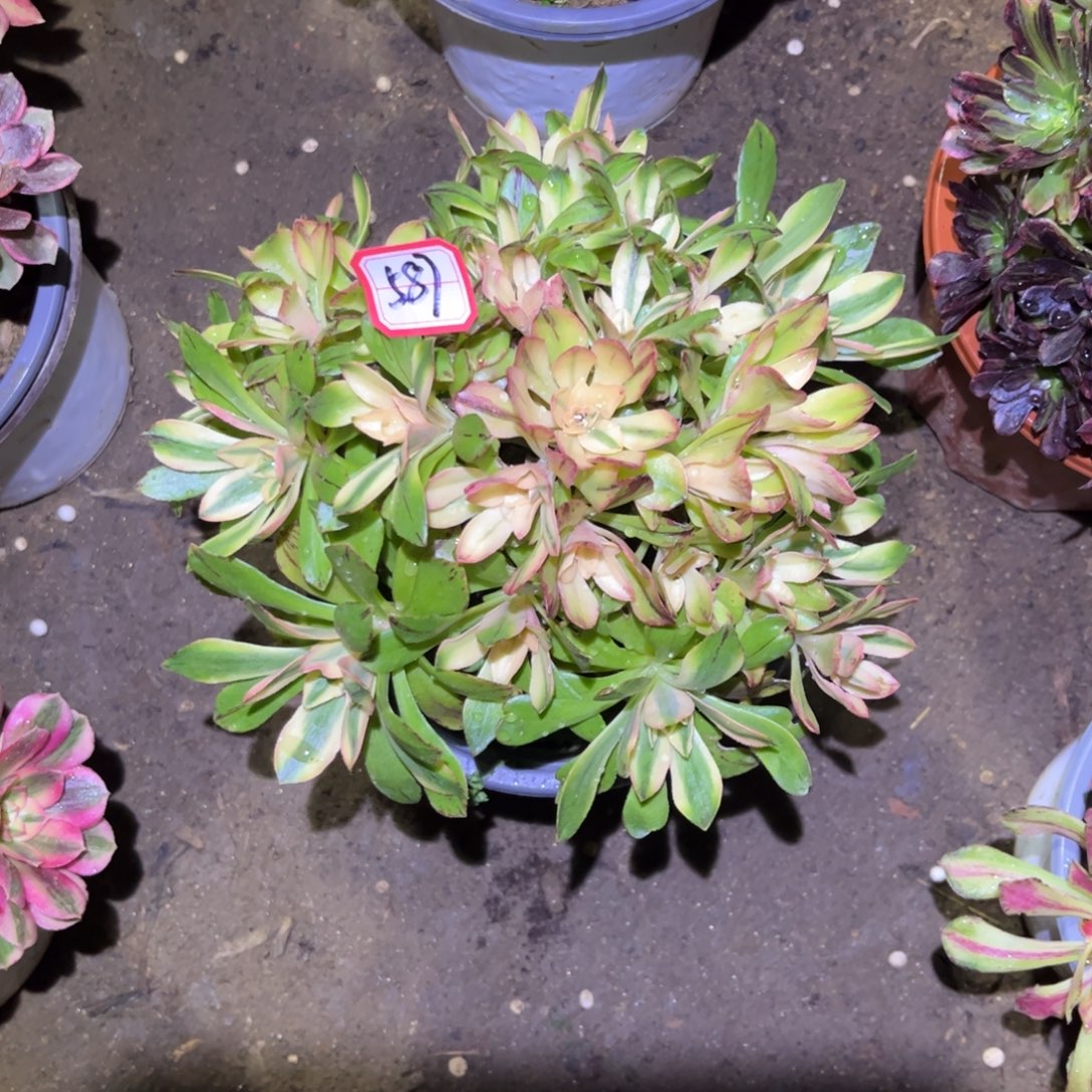 587多肉植物荷花老庄