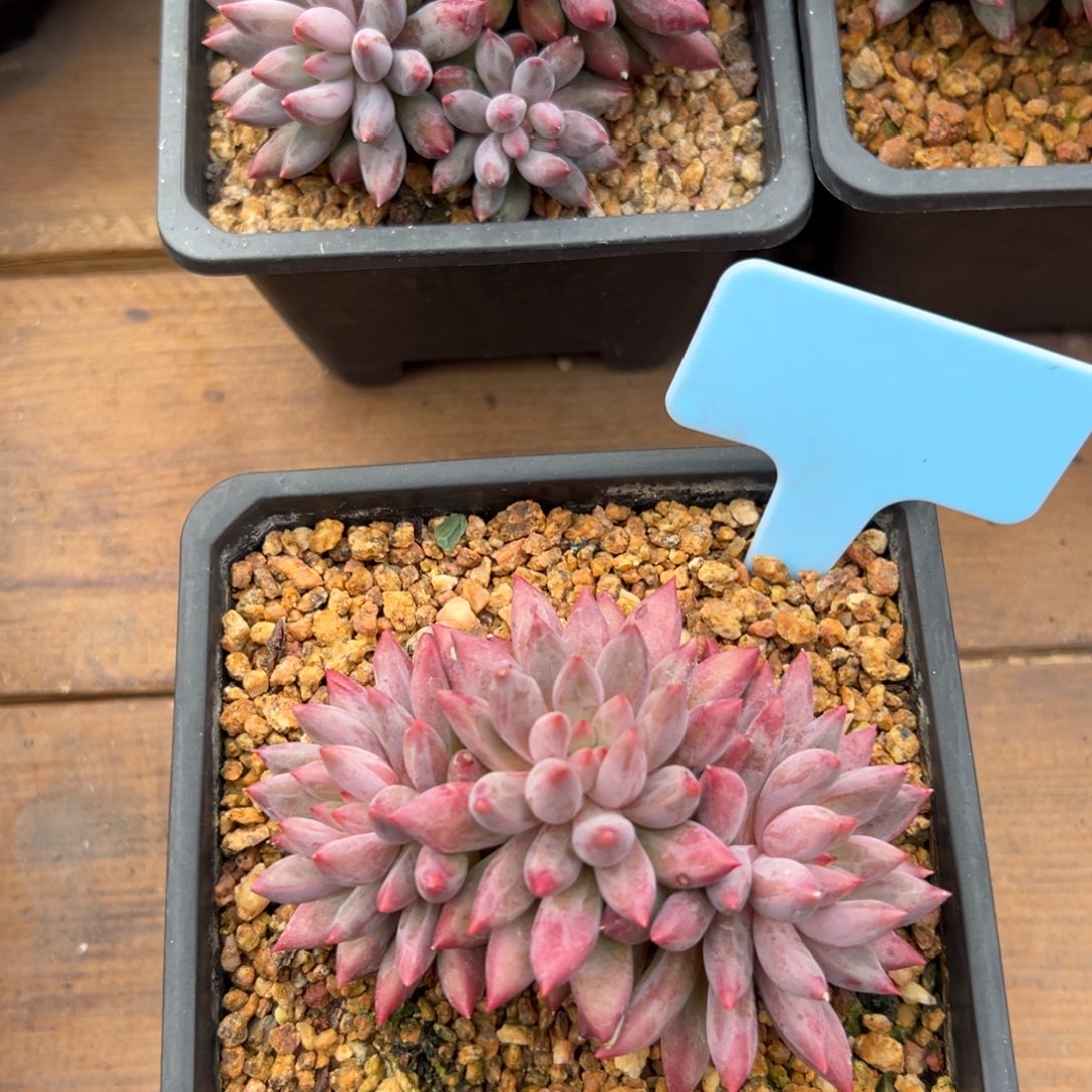 虞美人11111111111111