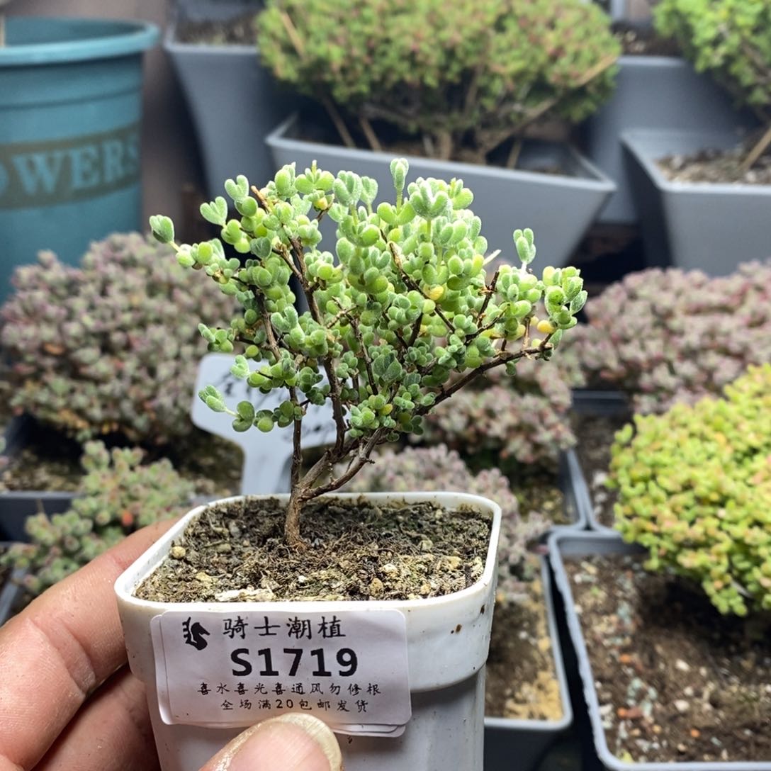 1719实生莱斯枝干