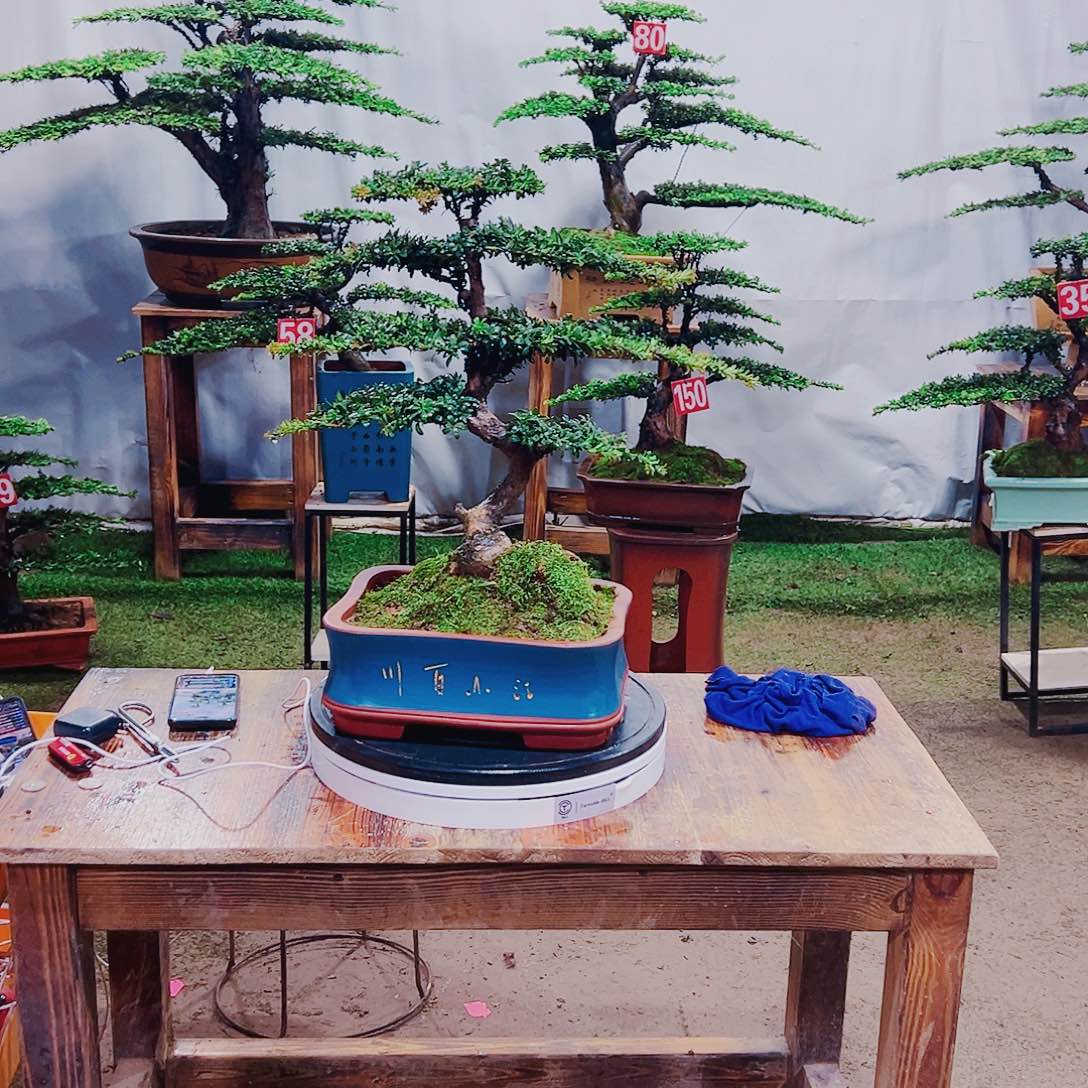 无花朵红芽珍珠罗汉松