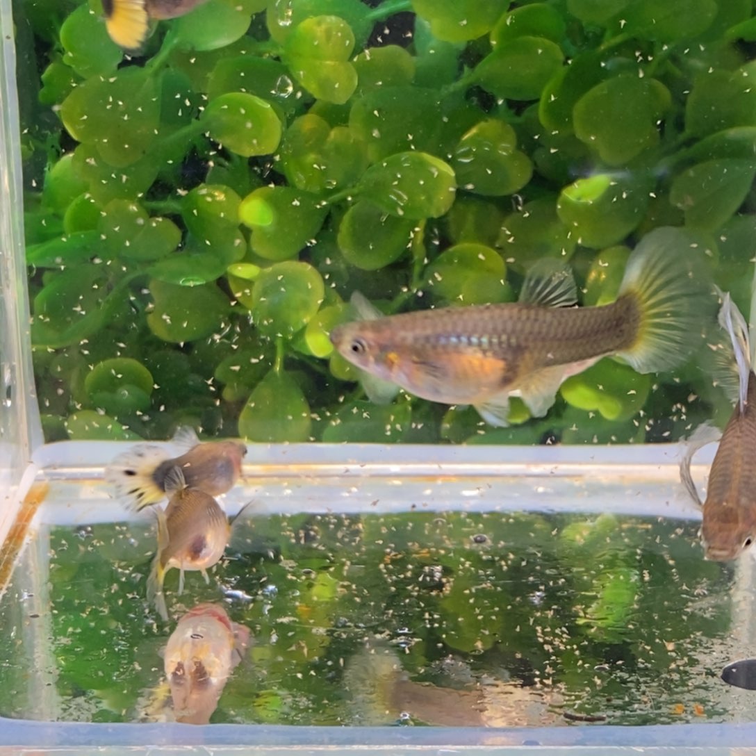 孔雀鱼黄礼服大c对加四条普通