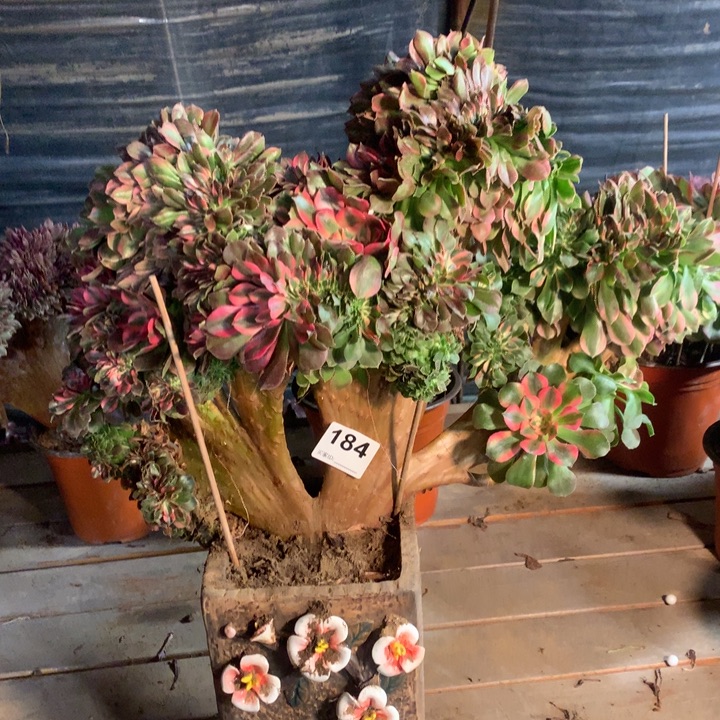 184香妃缀多肉法师