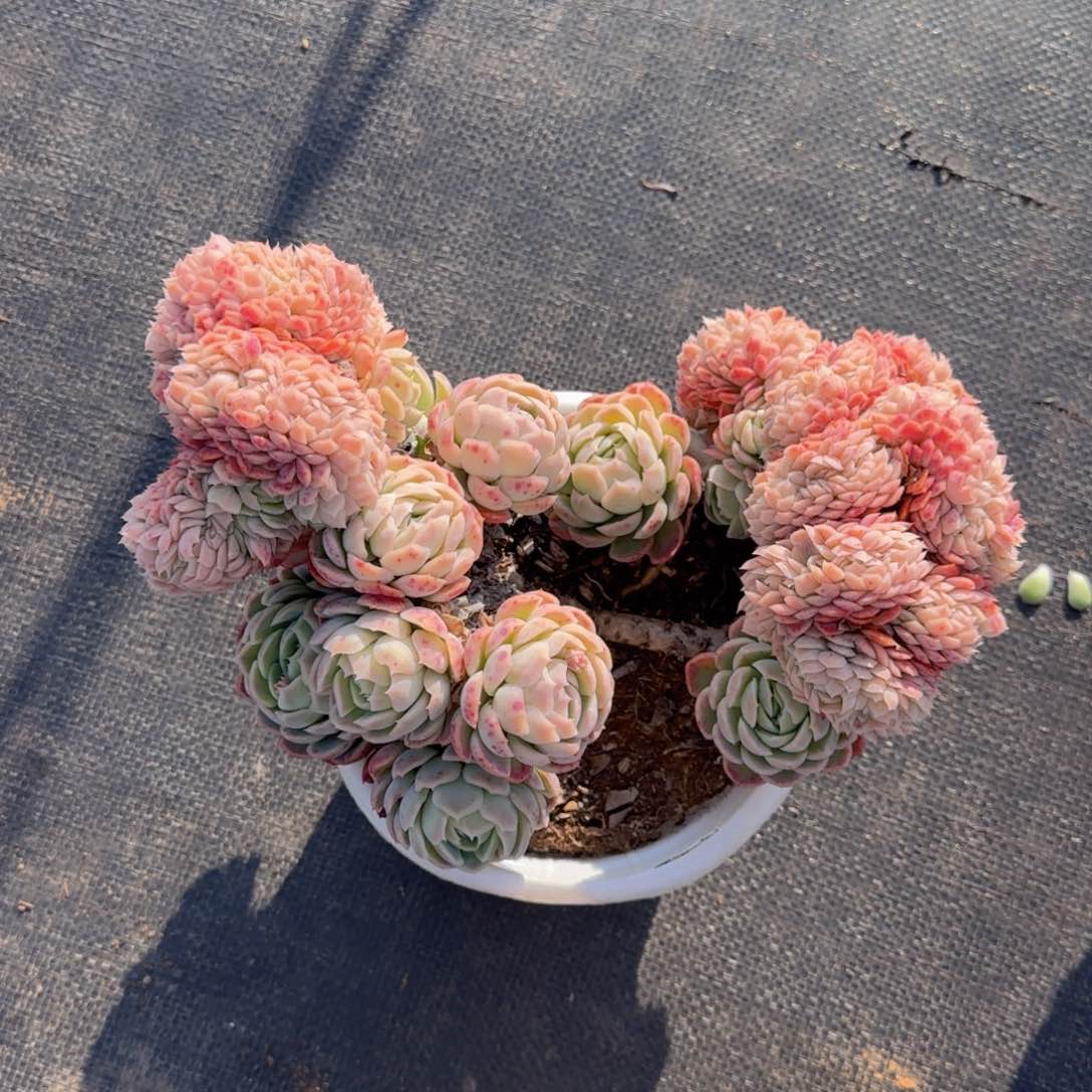 将**下一大颗包邮包邮包邮