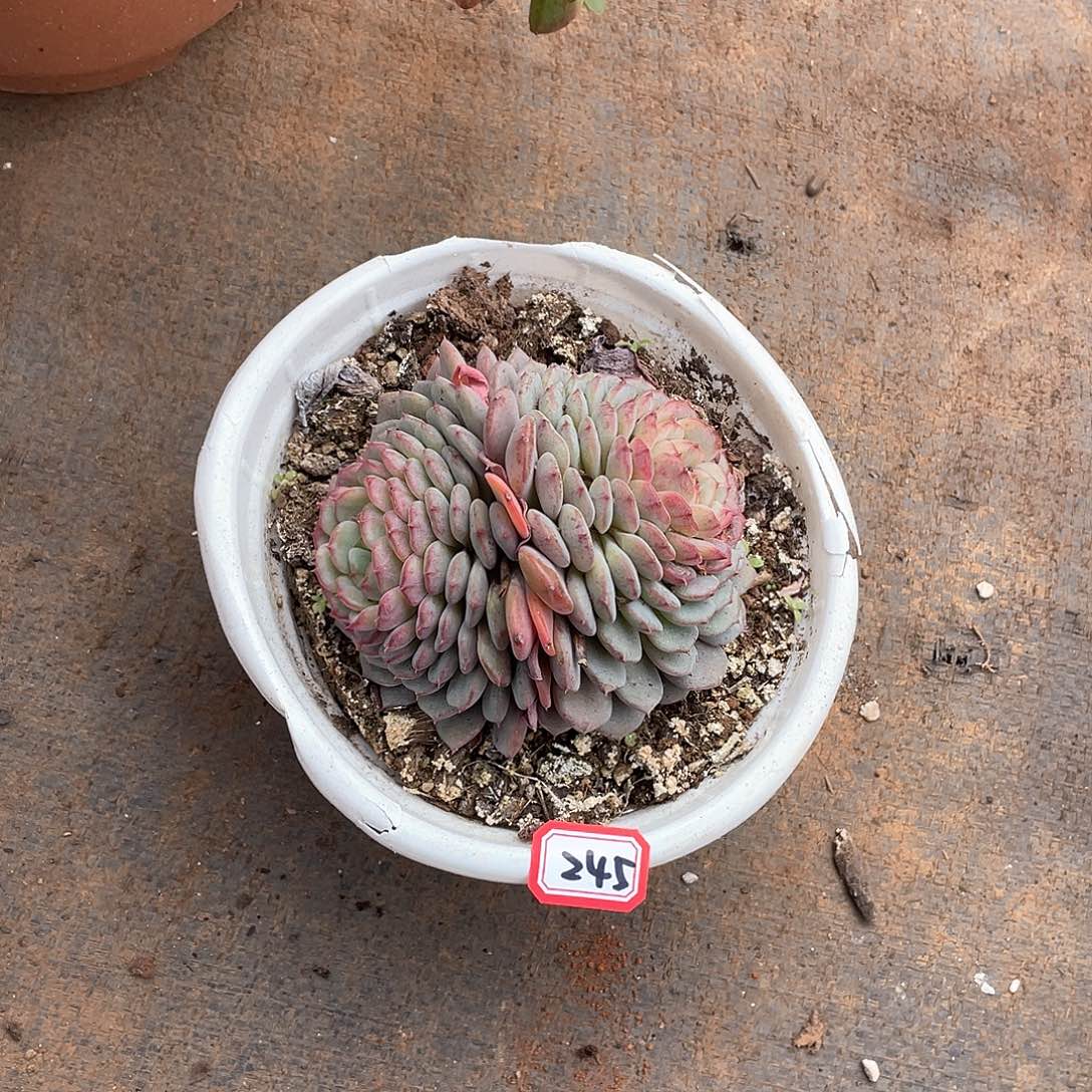 245白胖子 一物一拍多肉