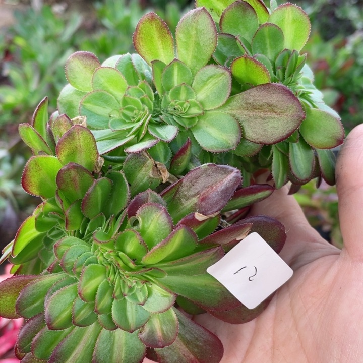 12倾城中班缀12344678多肉