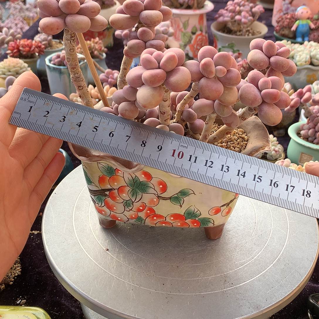 46号不带盆偏远的bu bao you de