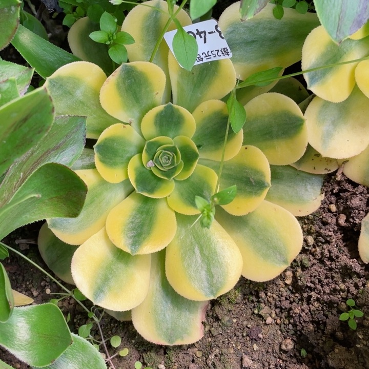 461香黄多肉1，12345678